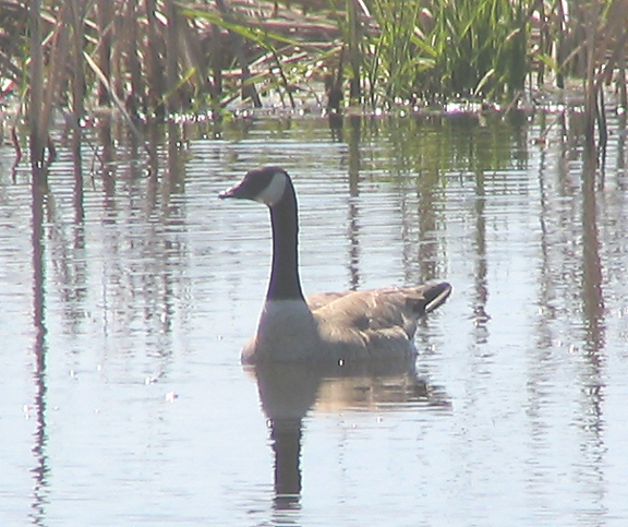 Canada goose